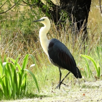 Ardea pacifica (White-necked Heron) at Crooked Corner, NSW - 12 Oct 2021 by Milly