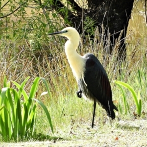 Ardea pacifica at Crooked Corner, NSW - 13 Oct 2021