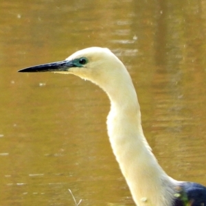 Ardea pacifica at Crooked Corner, NSW - 13 Oct 2021