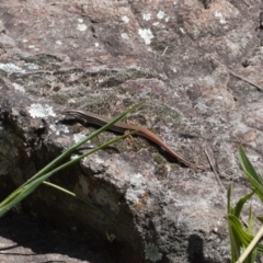 Ctenotus taeniolatus (Copper-tailed Skink) at Stromlo, ACT - 8 Oct 2021 by RAllen