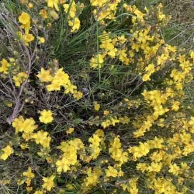 Hibbertia sp. (Guinea Flower) at Black Mountain - 13 Oct 2021 by Jenny54