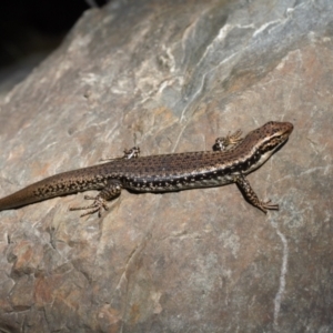 Eulamprus heatwolei at Kowen, ACT - 7 Oct 2021 01:26 PM