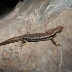 Eulamprus heatwolei (Yellow-bellied Water Skink) at Molonglo Gorge - 7 Oct 2021 by RAllen