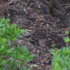 Turnix varius (Painted Buttonquail) at Wamboin, NSW - 12 Oct 2021 by natureguy