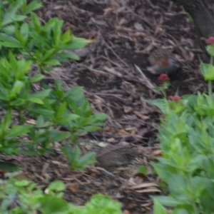 Turnix varius at Wamboin, NSW - 12 Oct 2021