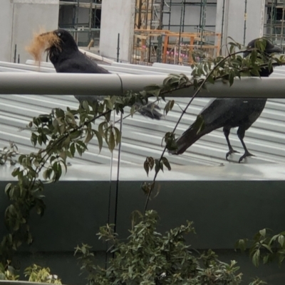 Corvus coronoides (Australian Raven) at Reid, ACT - 12 Oct 2021 by AndyRussell