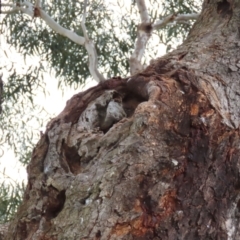 Callocephalon fimbriatum (Gang-gang Cockatoo) at Red Hill Nature Reserve - 12 Oct 2021 by AndyRoo