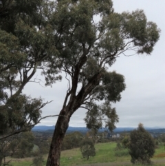 Callocephalon fimbriatum at Garran, ACT - suppressed