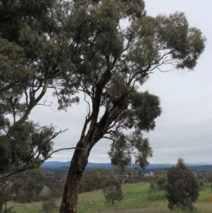 Callocephalon fimbriatum at Garran, ACT - suppressed