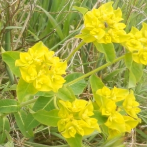 Euphorbia oblongata at Dunlop, ACT - 10 Oct 2021 01:37 PM