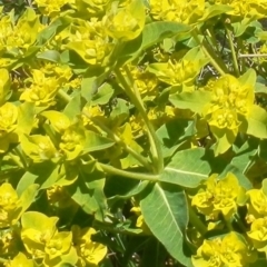 Euphorbia oblongata at Dunlop, ACT - 10 Oct 2021