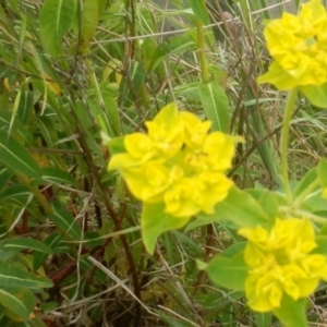 Euphorbia oblongata at Dunlop, ACT - 10 Oct 2021 01:37 PM