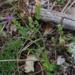 Arthropodium minus (Small Vanilla Lily) at Red Hill Nature Reserve - 12 Oct 2021 by AndyRoo