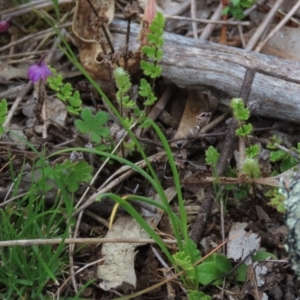 Arthropodium minus at Garran, ACT - 12 Oct 2021