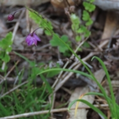 Arthropodium minus at Garran, ACT - 12 Oct 2021