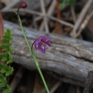 Arthropodium minus at Garran, ACT - 12 Oct 2021