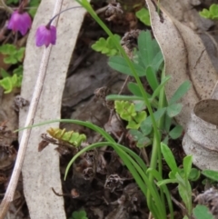 Arthropodium minus at Garran, ACT - 12 Oct 2021