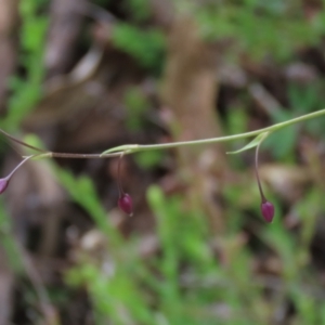 Arthropodium minus at Garran, ACT - 12 Oct 2021