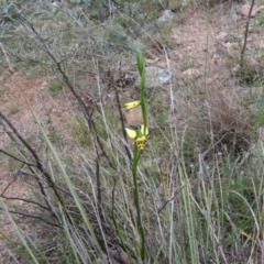 Diuris sulphurea (Tiger Orchid) at Tralee, NSW - 13 Oct 2021 by jamesjonklaas