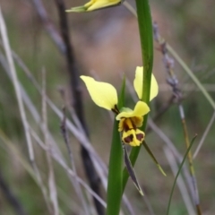 Diuris sulphurea at Tralee, NSW - suppressed