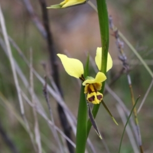 Diuris sulphurea at Tralee, NSW - suppressed