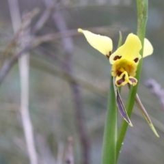 Diuris sulphurea at Tralee, NSW - suppressed