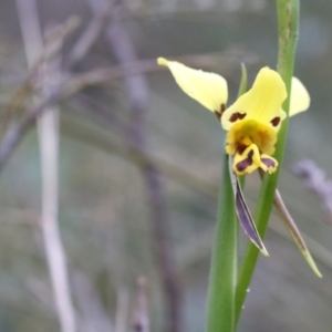 Diuris sulphurea at Tralee, NSW - 13 Oct 2021