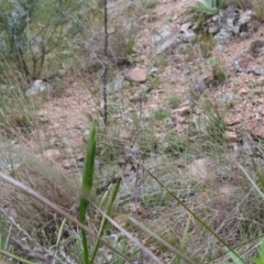 Diuris sulphurea at Tralee, NSW - suppressed