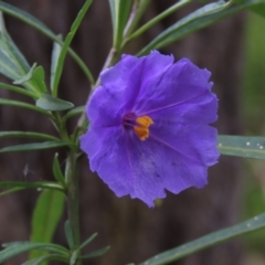 Solanum linearifolium (Kangaroo Apple) at Red Hill Nature Reserve - 12 Oct 2021 by AndyRoo
