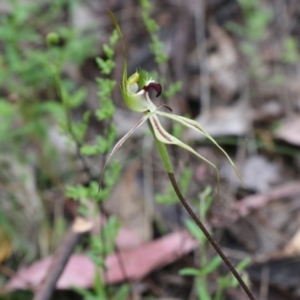 Caladenia atrovespa at Tralee, NSW - 13 Oct 2021