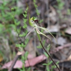 Caladenia atrovespa (Green-comb Spider Orchid) at Tralee, NSW - 13 Oct 2021 by jamesjonklaas