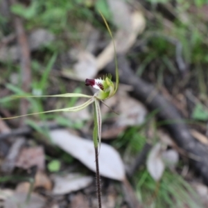 Caladenia atrovespa at Tralee, NSW - 13 Oct 2021