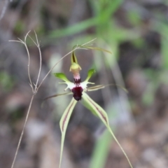 Caladenia atrovespa at Tralee, NSW - 13 Oct 2021