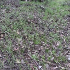 Caladenia atrovespa at Tralee, NSW - 13 Oct 2021