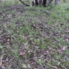 Caladenia atrovespa at Tralee, NSW - 13 Oct 2021