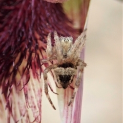 Araneinae (subfamily) (Orb weaver) at Black Mountain - 12 Oct 2021 by CathB