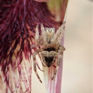 Araneinae (subfamily) at Molonglo Valley, ACT - 12 Oct 2021