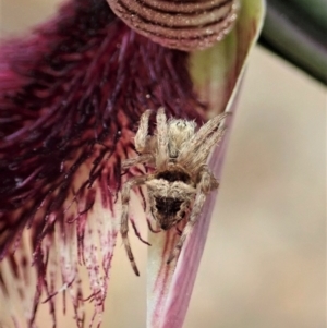 Araneinae (subfamily) at Molonglo Valley, ACT - 12 Oct 2021