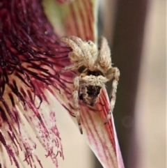 Araneinae (subfamily) at Molonglo Valley, ACT - 12 Oct 2021