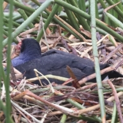 Porphyrio melanotus (Australasian Swamphen) at JER700: JWs - Eyrie St Wetland - 12 Oct 2021 by AlisonMilton