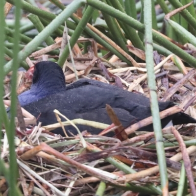 Porphyrio melanotus (Australasian Swamphen) at JER700: JWs - Eyrie St Wetland - 12 Oct 2021 by AlisonMilton