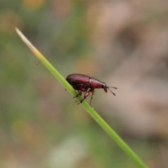 Euops sp. (genus) (A leaf-rolling weevil) at Aranda, ACT - 10 Oct 2021 by CathB