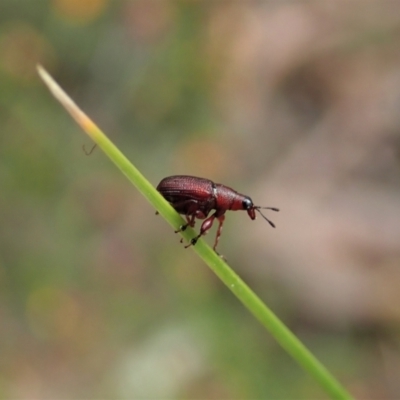 Euops sp. (genus) (A leaf-rolling weevil) at Aranda, ACT - 10 Oct 2021 by CathB