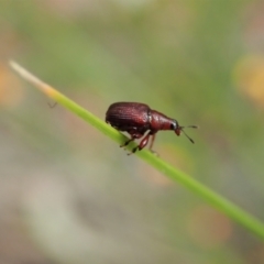 Euops sp. (genus) at Aranda, ACT - 10 Oct 2021 11:08 AM