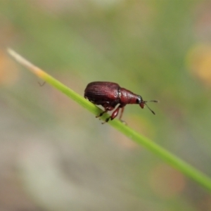 Euops sp. (genus) at Aranda, ACT - 10 Oct 2021