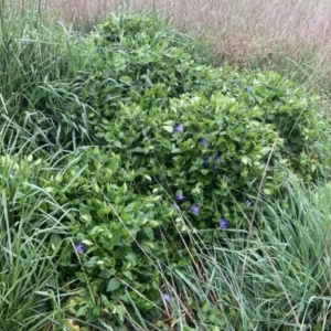 Vinca major at Curtin, ACT - 13 Oct 2021