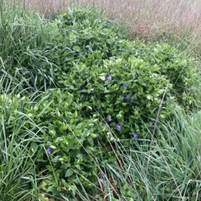 Vinca major (Blue Periwinkle) at Curtin, ACT - 13 Oct 2021 by MattM