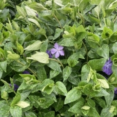 Vinca major at Curtin, ACT - 13 Oct 2021