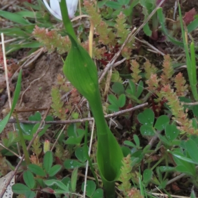 Wurmbea dioica subsp. dioica (Early Nancy) at Garran, ACT - 12 Oct 2021 by AndyRoo