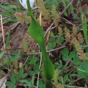 Wurmbea dioica subsp. dioica at Garran, ACT - 12 Oct 2021